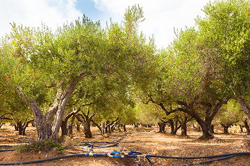 Image showing Irrigated olive grove.