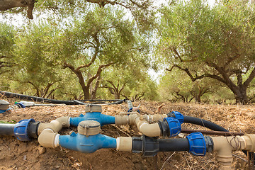 Image showing Irrigated olive grove.