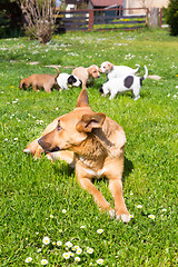 Image showing Mixed-breed cute little dog family.