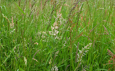 Image showing Diverse grasses and seed heads