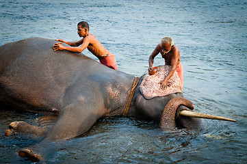 Image showing ERNAKULUM, INDIA - MARCH 26, 2012: Trainers bathing elephants from the sanctuary.