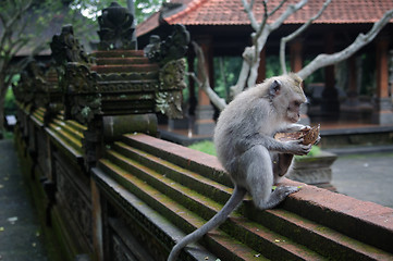 Image showing Padangtegal Monkey Forest, famous touristic place in Ubud, Bali Indonesia