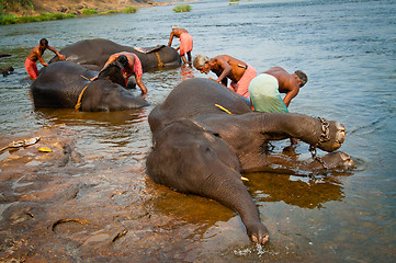 Image showing ERNAKULUM, INDIA - MARCH 26, 2012: Trainers bathing elephants from the sanctuary.