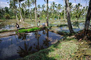 Image showing BALI, INDONESIA - JULY , 2014: Farmers working on terrace rice fields on Bali, Indonesia