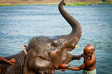 Image showing ERNAKULUM, INDIA - MARCH 26, 2012: Trainers bathing elephants from the sanctuary.