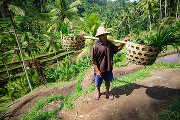 Image showing BALI, INDONESIA - JULY , 2014: Farmer holding baskets.Terrace rice fields on Bali, Indonesia