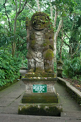 Image showing Padangtegal Monkey Forest, famous touristic place in Ubud, Bali Indonesia