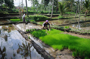 Image showing BALI, INDONESIA - JULY , 2014: Farmers working on terrace rice fields on Bali, Indonesia