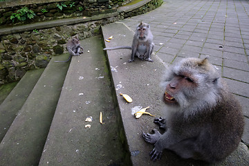 Image showing Padangtegal Monkey Forest, famous touristic place in Ubud, Bali Indonesia