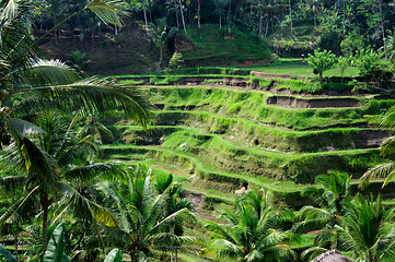 Image showing Terrace rice fields on Bali, Indonesia