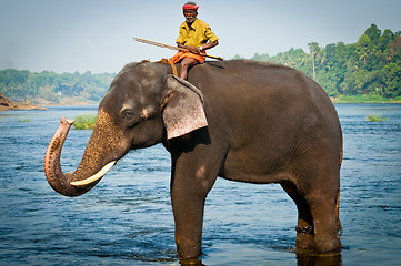 Image showing ERNAKULUM, INDIA - MARCH 26, 2012: Trainers bathing elephants from the sanctuary.