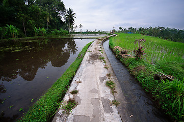 Image showing Terrace rice fields on Bali, Indonesia