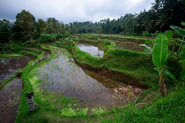 Image showing Terrace rice fields on Bali, Indonesia