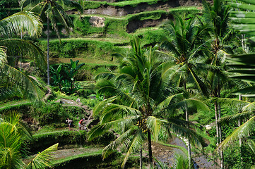 Image showing Terrace rice fields on Bali, Indonesia