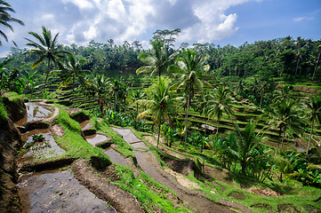 Image showing Terrace rice fields on Bali, Indonesia