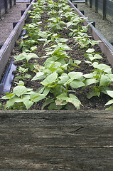 Image showing Beans Seedlings