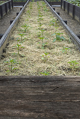 Image showing Paprika Seedlings