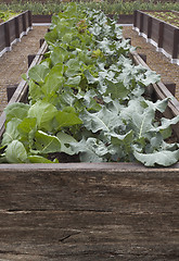 Image showing Cabbage Seedlings