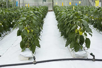Image showing Hydroponic Cultivation