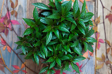 Image showing Impatiens flower in garden