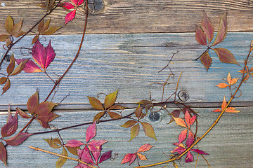 Image showing herbarium. Still Life with dry leaves and stems