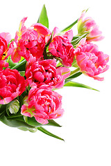 Image showing pink tulips