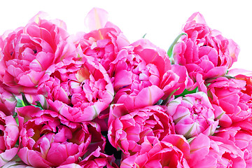 Image showing pink tulips