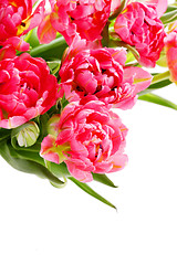 Image showing pink tulips