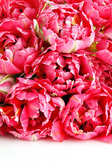 Image showing pink tulips