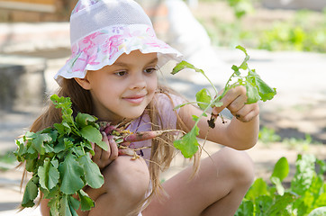 Image showing Girl collects radishes from the garden