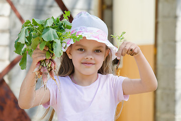 Image showing Girl harvest radishes