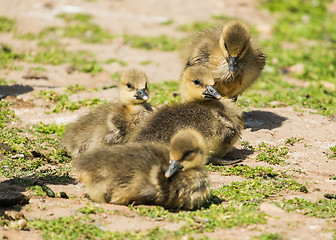 Image showing young greylag goslings