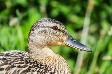 Image showing female mallard duck