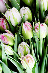 Image showing bunch of tulips