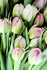 Image showing bunch of tulips