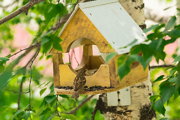 Image showing Sparrows arrived