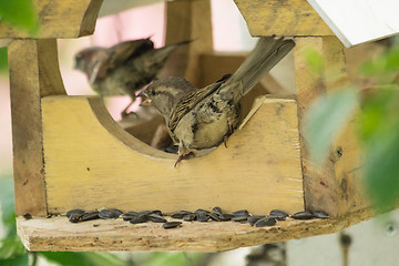 Image showing Sparrows arrived