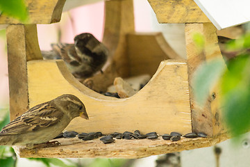 Image showing Sparrows arrived