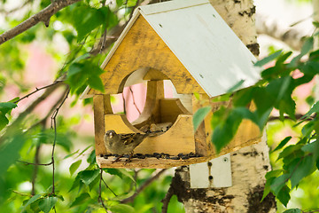 Image showing Sparrows arrived