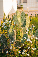 Image showing Exotic flowers and plants Egypt