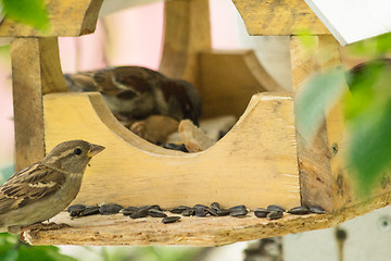 Image showing Sparrows arrived