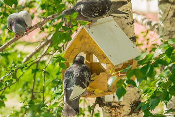 Image showing Pigeons around bird feeders  