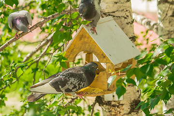 Image showing Pigeons around bird feeders  