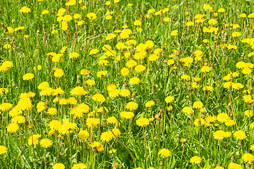 Image showing Exotic flowers and plants Egypt