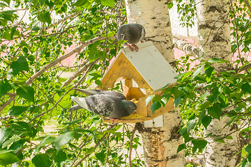 Image showing Pigeons around bird feeders  