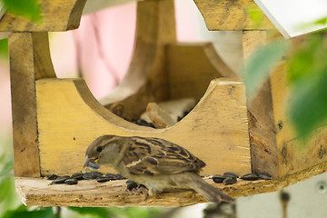 Image showing Sparrows arrived