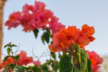 Image showing Exotic flowers and plants Egypt