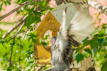 Image showing Pigeons around bird feeders  