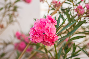 Image showing Exotic flowers and plants Egypt