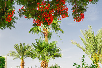 Image showing Exotic flowers and plants Egypt